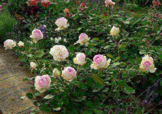 the best varieties of border roses