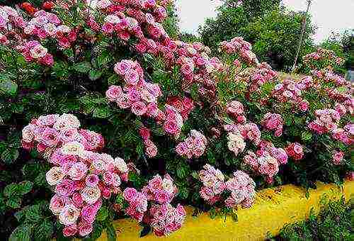 the best varieties of border roses