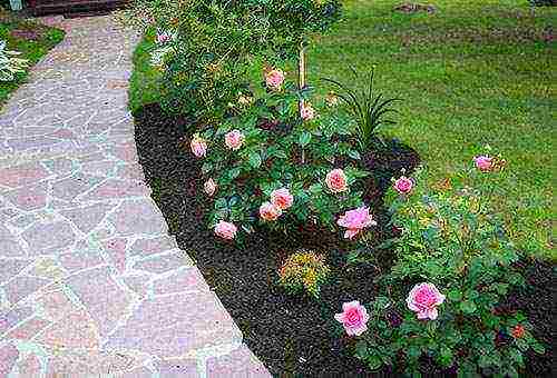 the best varieties of border roses