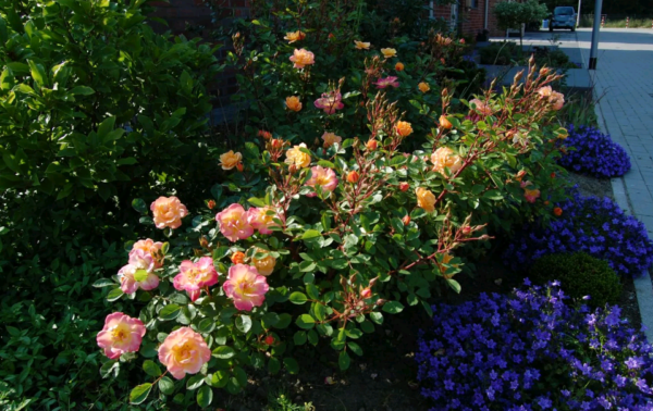 the best varieties of border roses