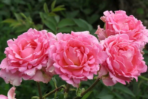 the best varieties of border roses