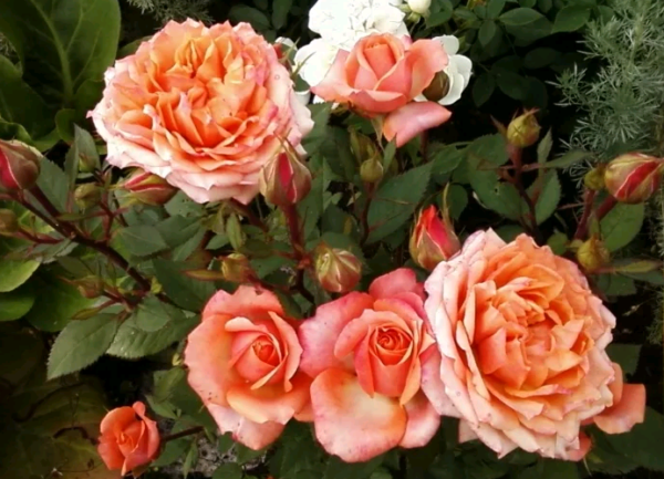 the best varieties of border roses