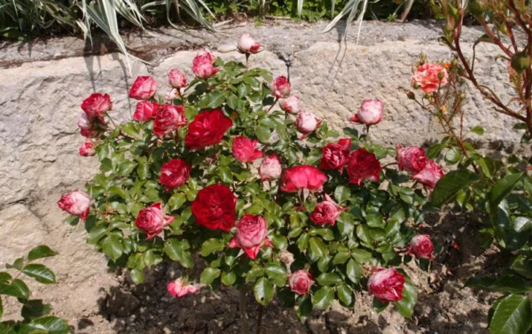 the best varieties of border roses