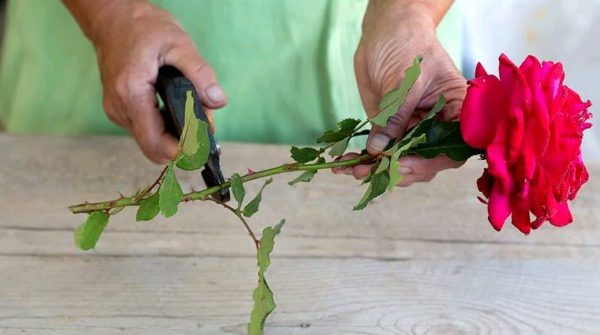 the best varieties of border roses