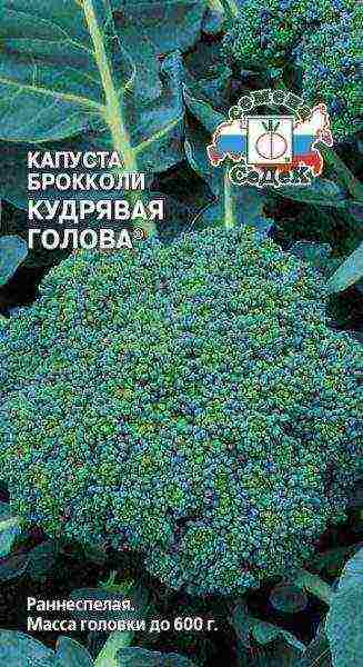 the best varieties of broccoli for the Moscow region