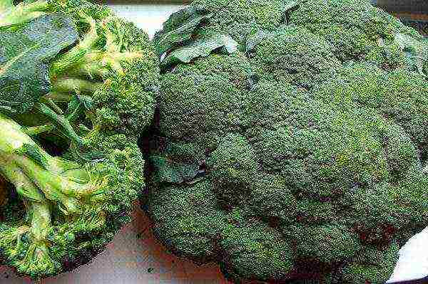 the best varieties of broccoli for the Moscow region