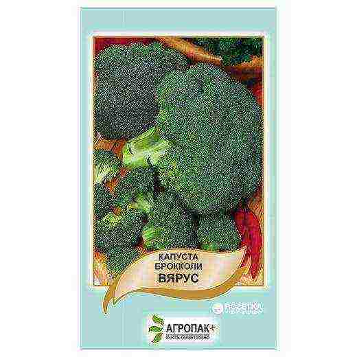 the best varieties of broccoli for the Moscow region