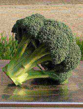 the best varieties of broccoli for the Moscow region