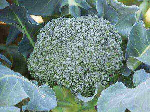 the best varieties of broccoli for the Moscow region