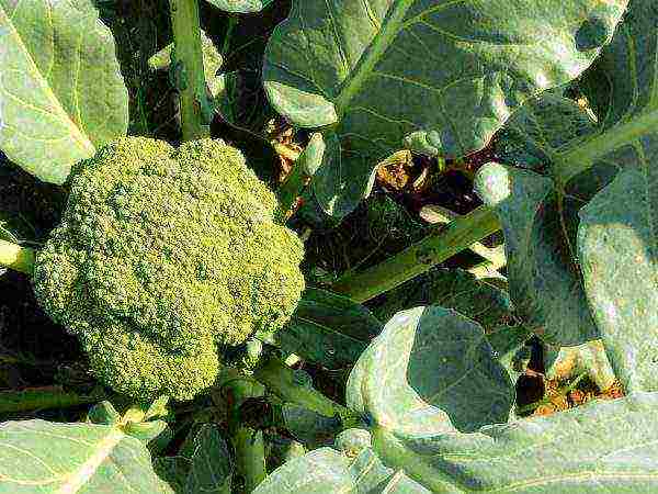 the best varieties of broccoli for the Moscow region