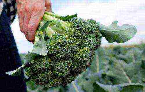 the best varieties of broccoli for the Moscow region