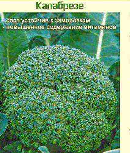 the best varieties of broccoli for the Moscow region