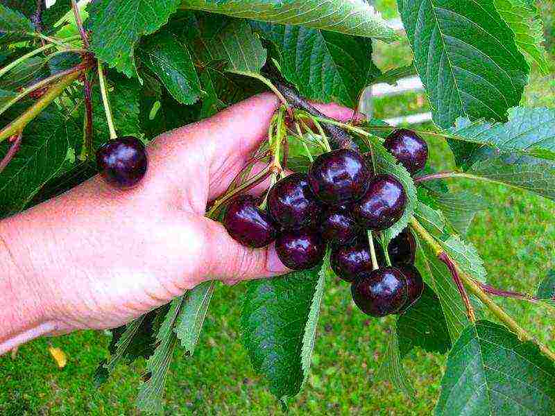 the best varieties of cherries for Ukraine