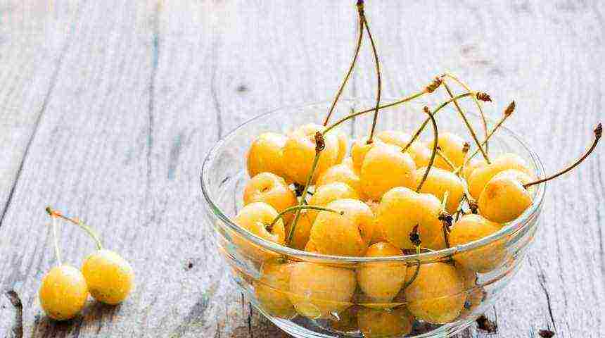 the best varieties of cherries for Ukraine