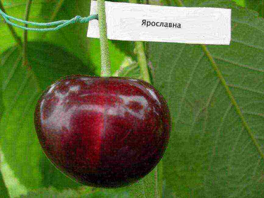 the best varieties of cherries for Ukraine