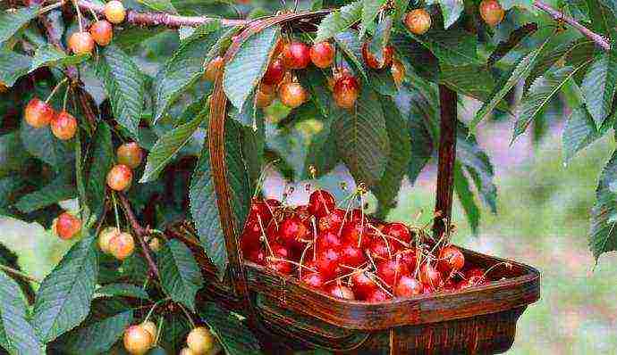 the best varieties of cherries for Ukraine