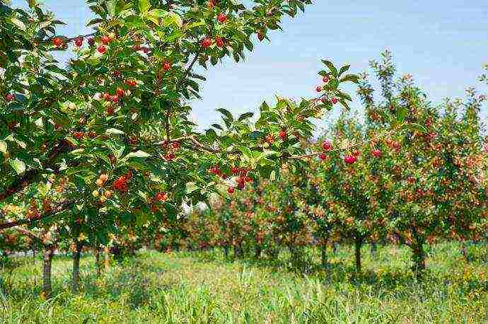 the best varieties of cherries for Ukraine