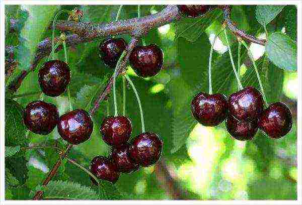 the best varieties of cherries for Ukraine