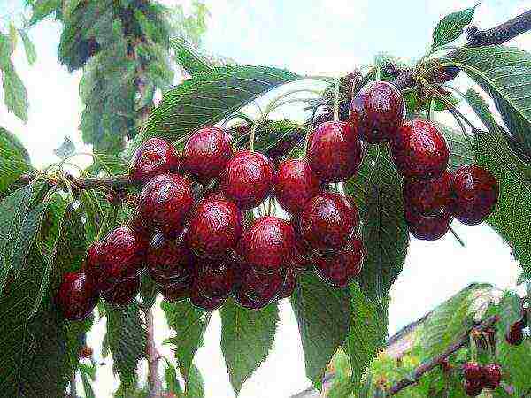 the best varieties of cherries for Ukraine