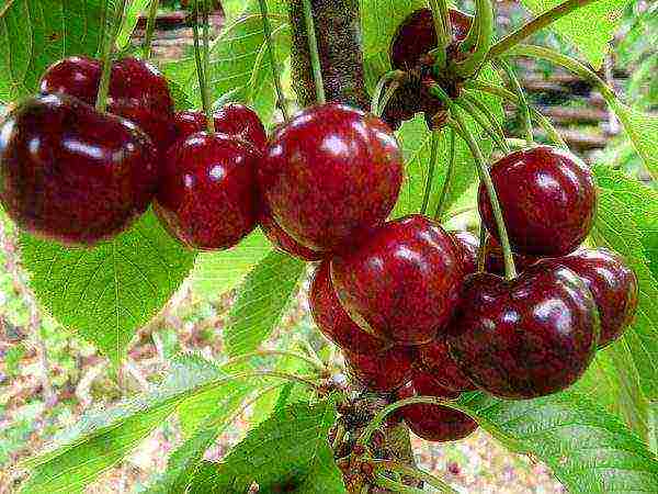 the best varieties of cherries for Ukraine