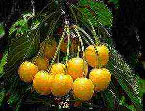 the best varieties of Ural cherries
