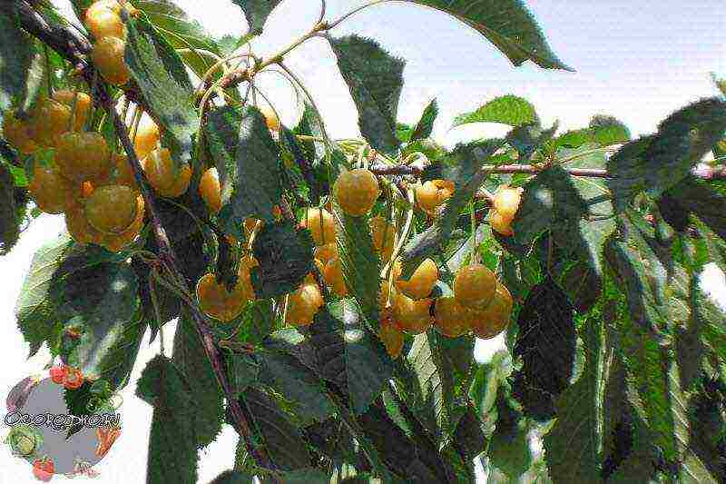 the best varieties of Ural cherries