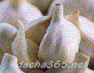 the best varieties of garlic for siberia