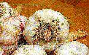 the best varieties of garlic for siberia