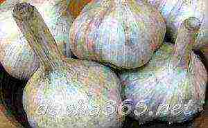 the best varieties of garlic for siberia