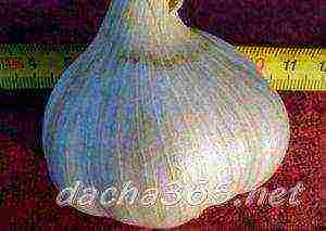 the best varieties of garlic for siberia