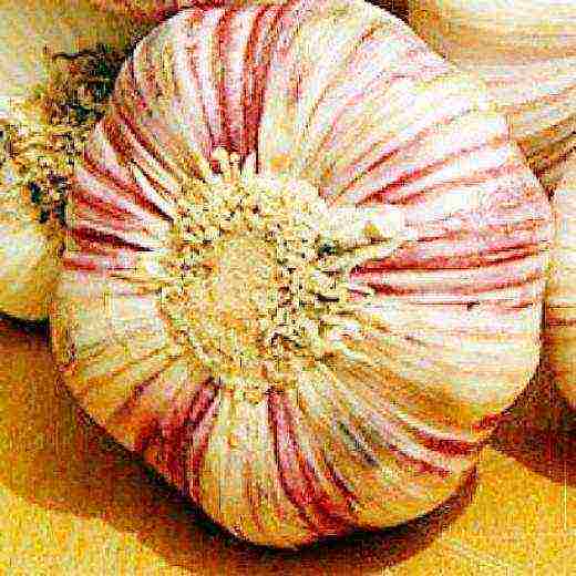 the best varieties of garlic for siberia