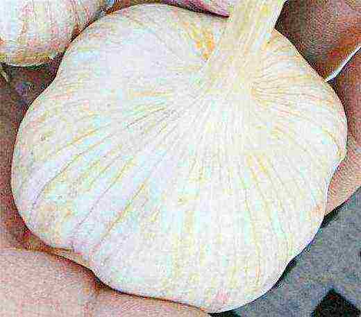 the best varieties of garlic for siberia