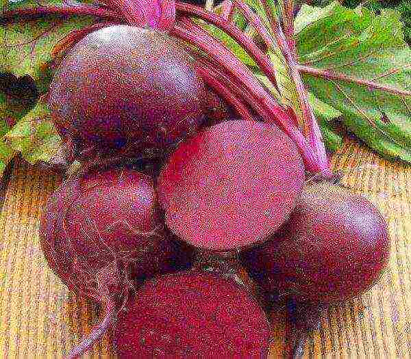 ang pinakamahusay na mga pagkakaiba-iba ng mga cylindrical beet