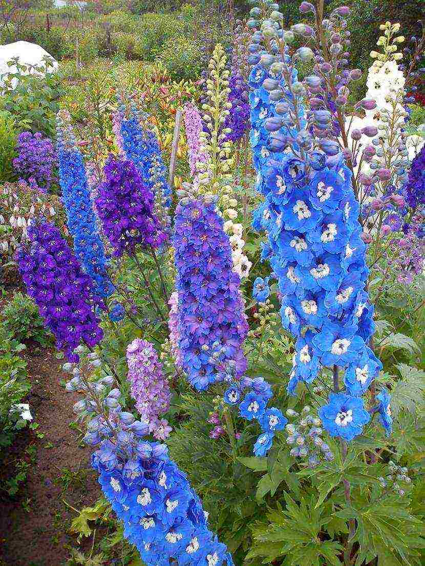 the best varieties of perennial delphinium