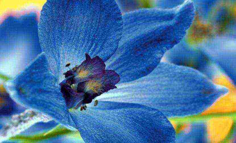 the best varieties of perennial delphinium