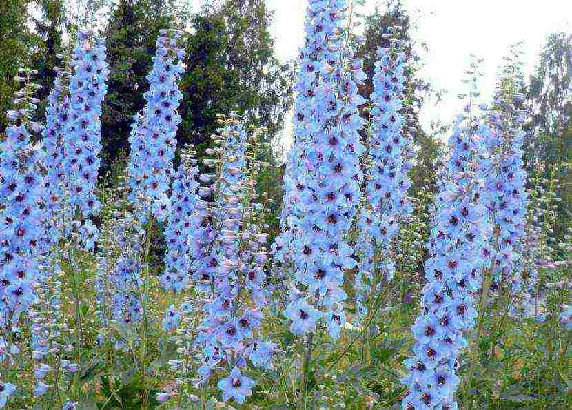 the best varieties of perennial delphinium