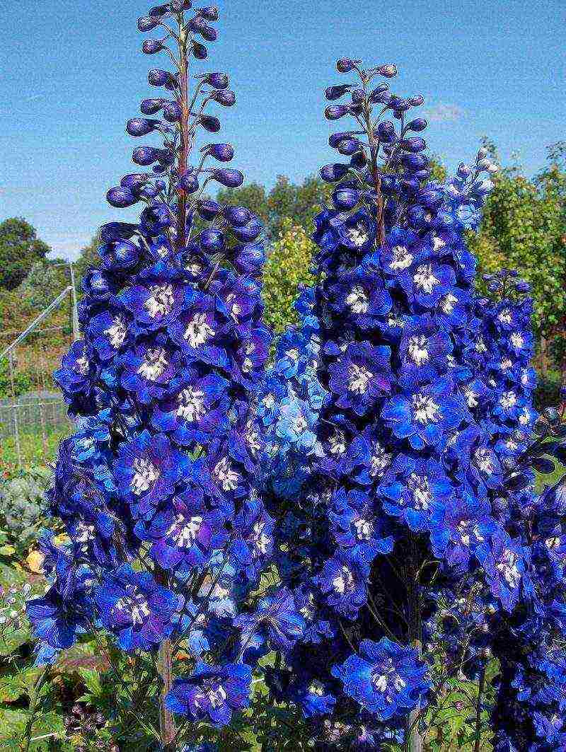 the best varieties of perennial delphinium