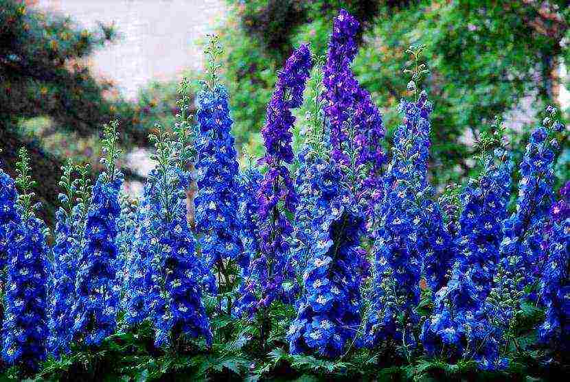 the best varieties of perennial delphinium