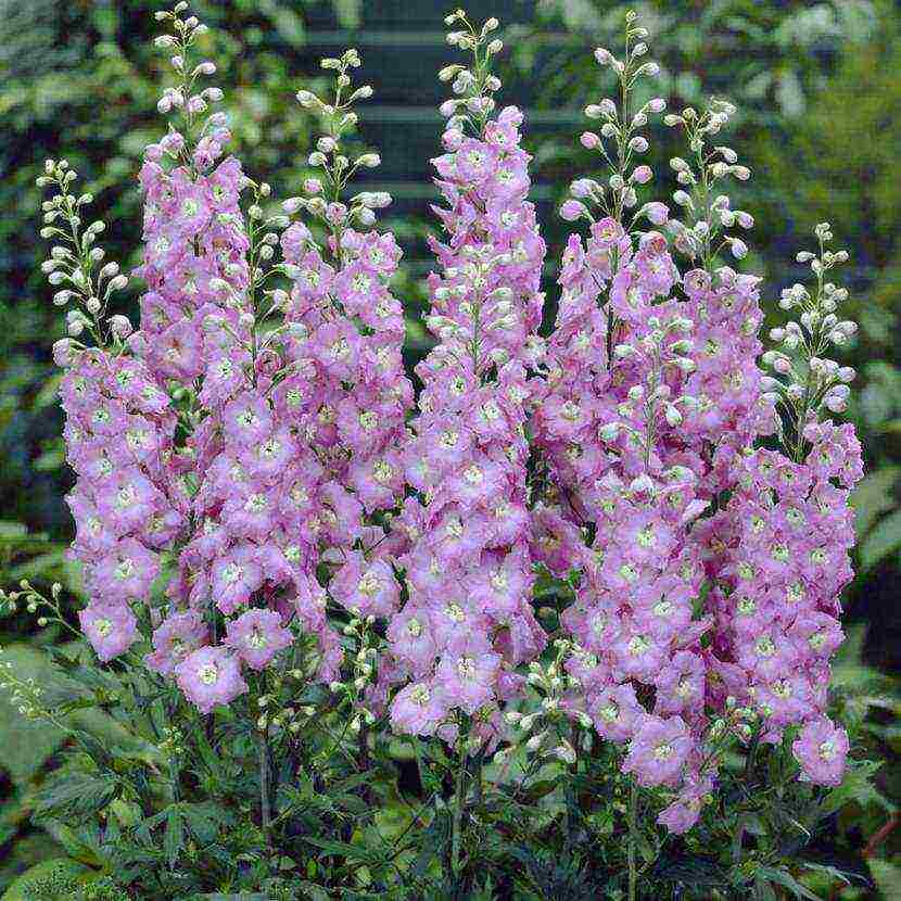 the best varieties of perennial delphinium