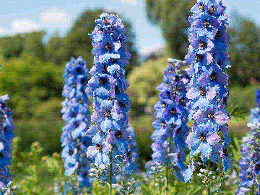 the best varieties of perennial delphinium