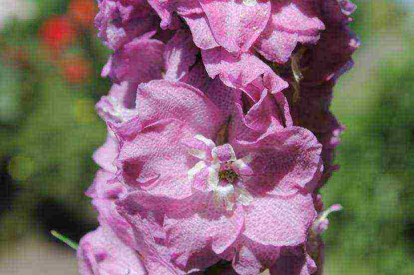 the best varieties of perennial delphinium