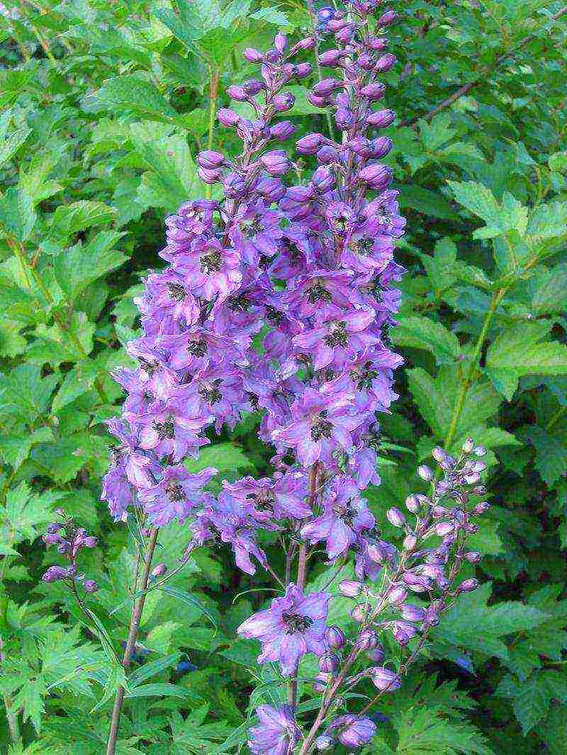 the best varieties of perennial delphinium