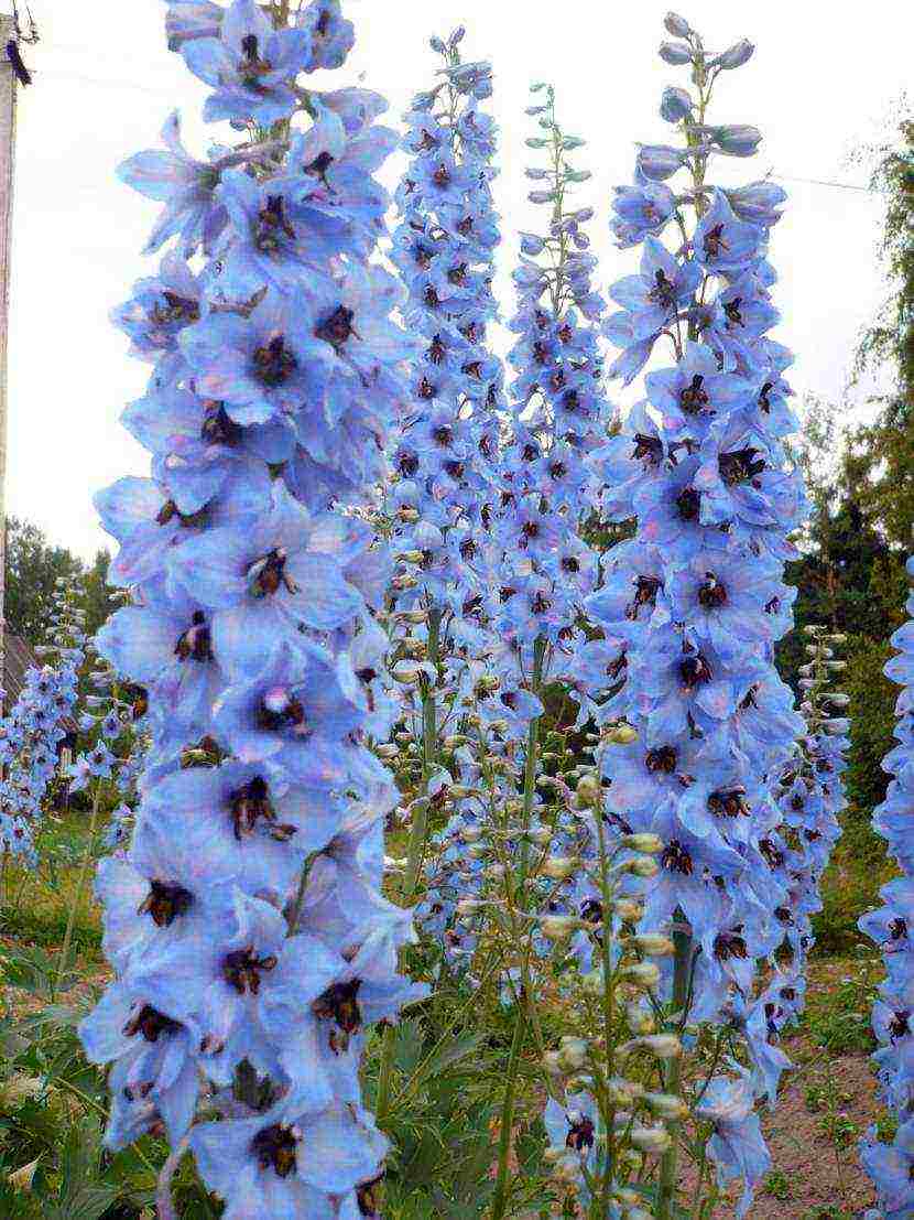 the best varieties of perennial delphinium