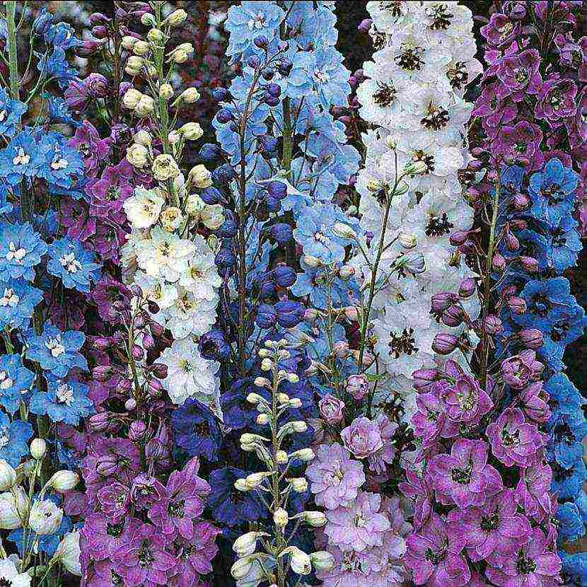 the best varieties of perennial delphinium