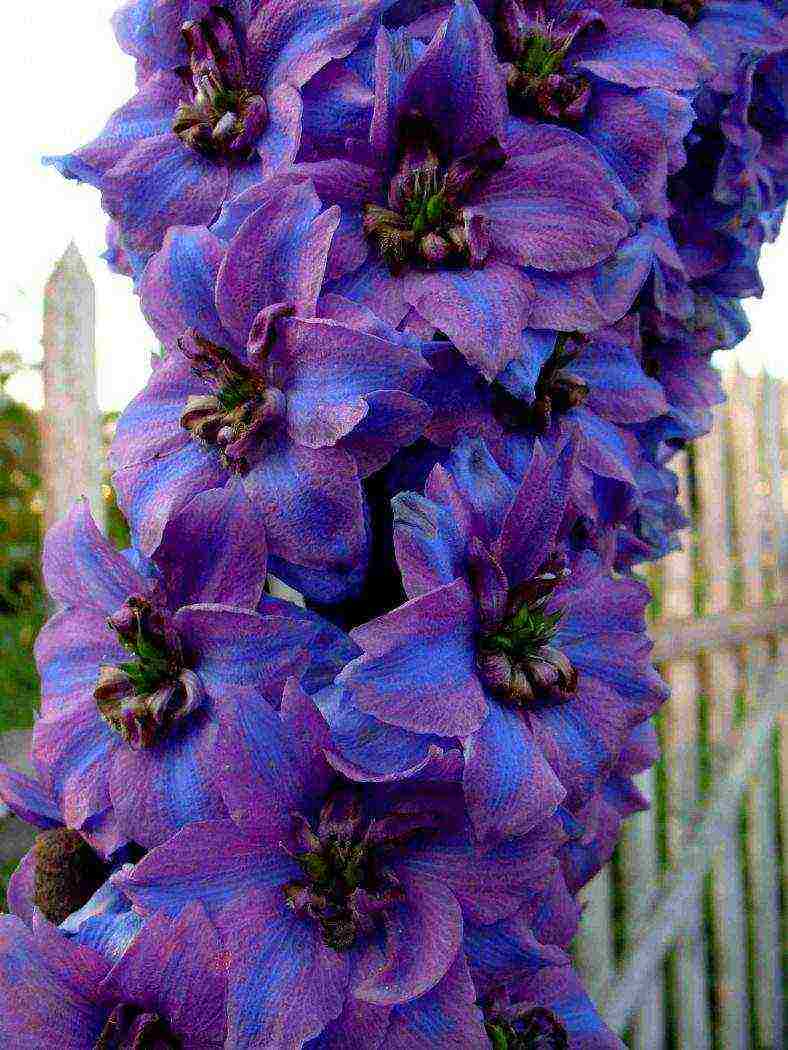 the best varieties of perennial delphinium