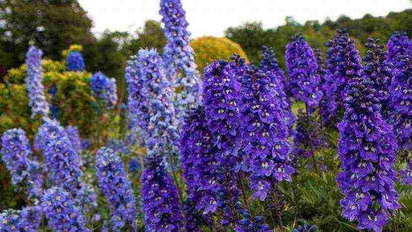 the best varieties of perennial delphinium