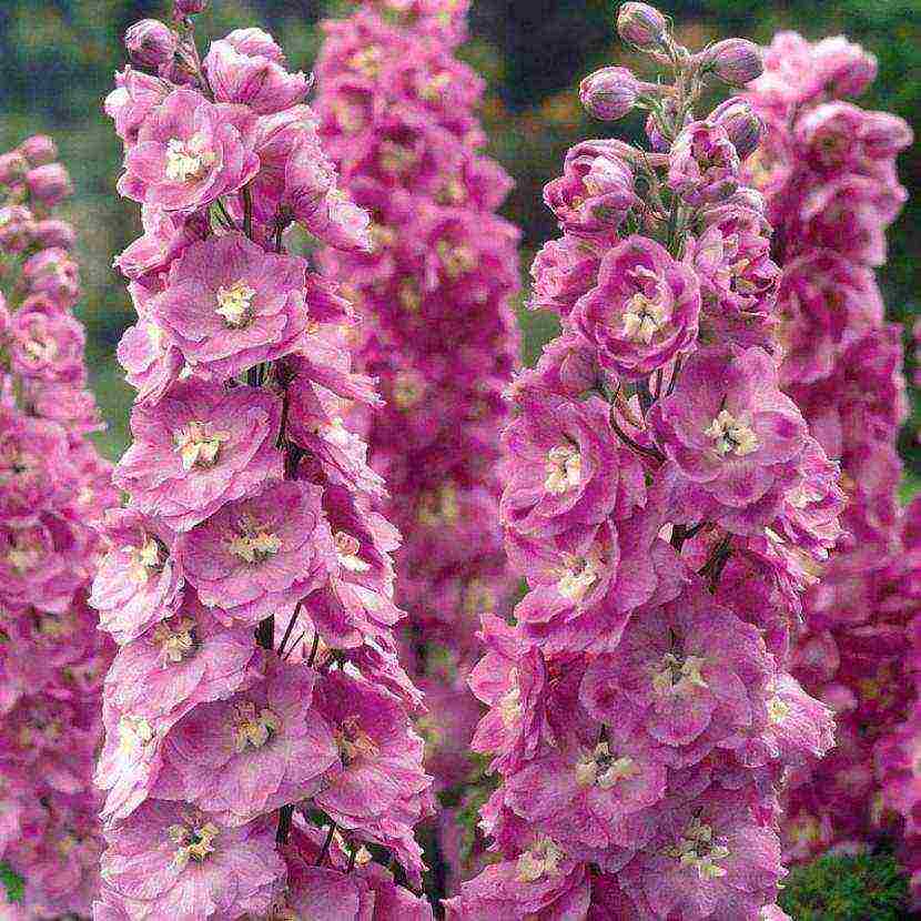 the best varieties of perennial delphinium