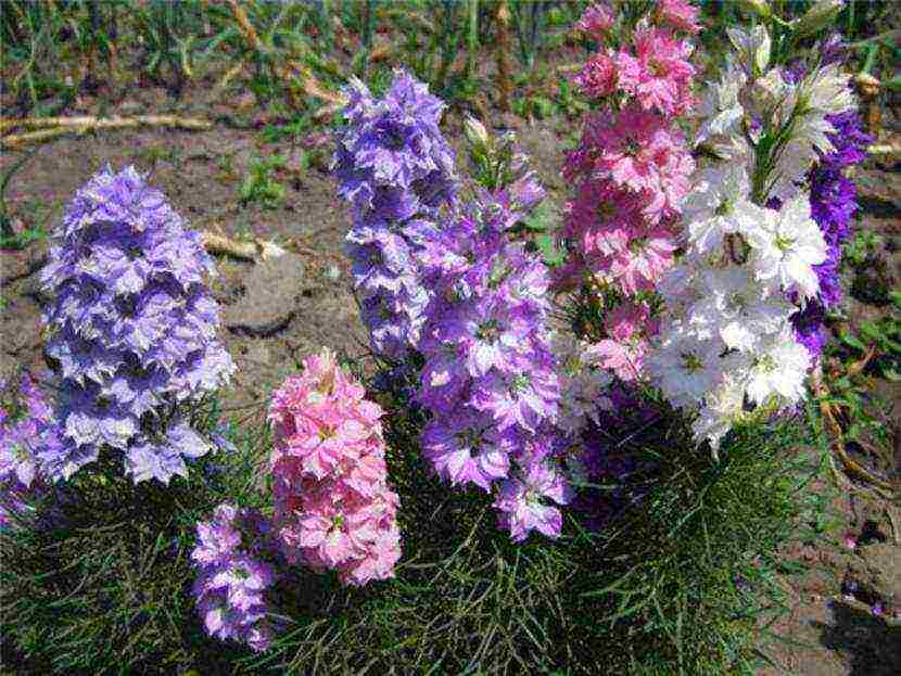 the best varieties of perennial delphinium