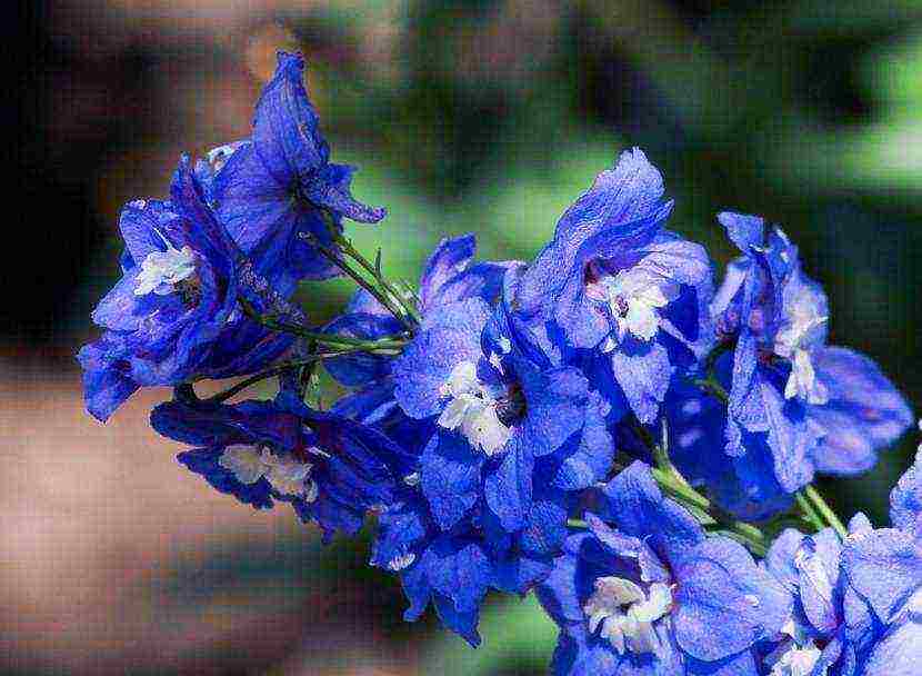 the best varieties of perennial delphinium