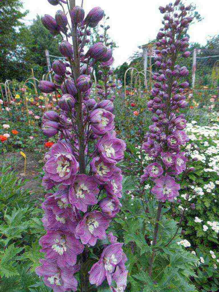 ang pinakamahusay na mga pagkakaiba-iba ng pangmatagalan delphinium